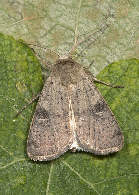 Noctuidae